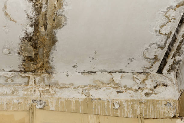 Best Water Damage & Mold Remediation  in Kent Acres, DE