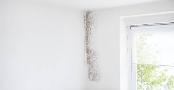 Best Comprehensive Air Testing for Mold Contaminants  in Kent Acres, DE