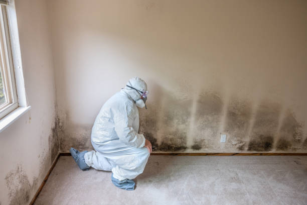 Best Mold Removal for HVAC Installations  in Kent Acres, DE