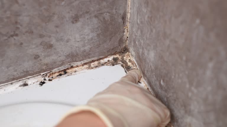 Mold Remediation for Vacation Homes in Kent Acres, DE